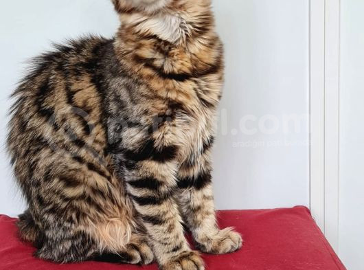 Maine Coon Kedisidir Pasaportu Ve Bütün Evrakları Tamdır görsel