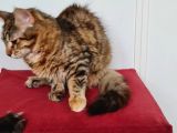 Maine Coon Kedisidir Pasaportu Ve Bütün Evrakları Tamdır