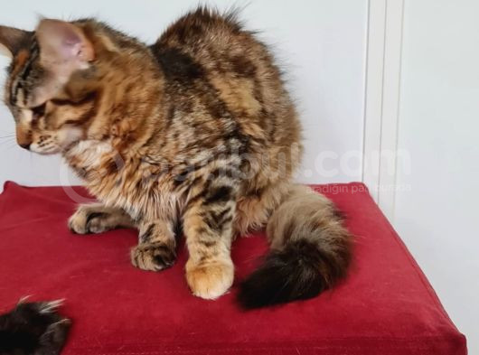 Maine Coon Kedisidir Pasaportu Ve Bütün Evrakları Tamdır görsel
