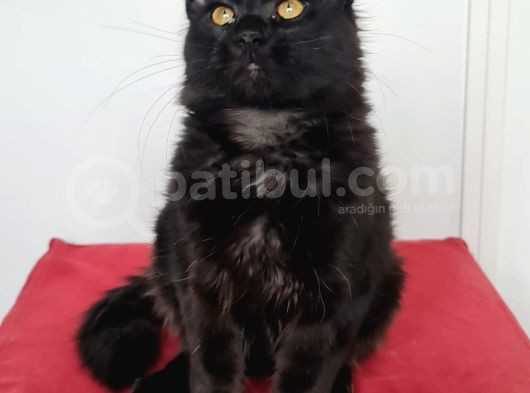 Maine Coon Kedisidir Pasaportu Ve Bütün Evrakları Tamdır görsel
