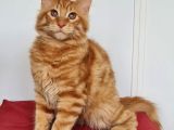 Maine Coon Kedisidir Pasaportu Ve Bütün Evrakları Tamdır