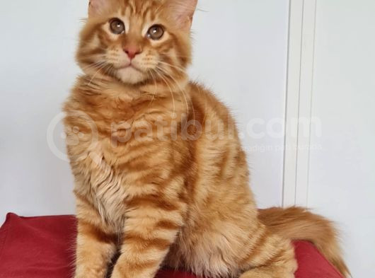 Maine Coon Kedisidir Pasaportu Ve Bütün Evrakları Tamdır görsel
