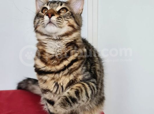 Maine Coon Kedisidir Pasaportu Ve Bütün Evrakları Tamdır