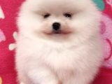 TEDY BEAR POMERRİAN BOO YAVRULARIMIZ