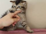 BLACK GOLDEN YAVRUMUZ TESLİME HAZIR