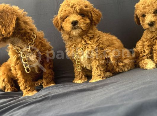 Poodle Ayarında Maltipo Bebeklerimiz görsel