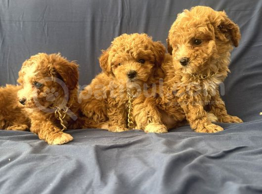 Poodle Ayarında Maltipo Bebeklerimiz görsel