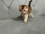 British Blue Point Yavrular