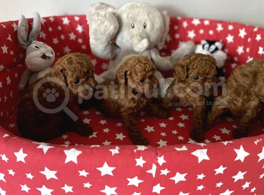 Dişi Ve Erkek Poodle Yavrular görsel