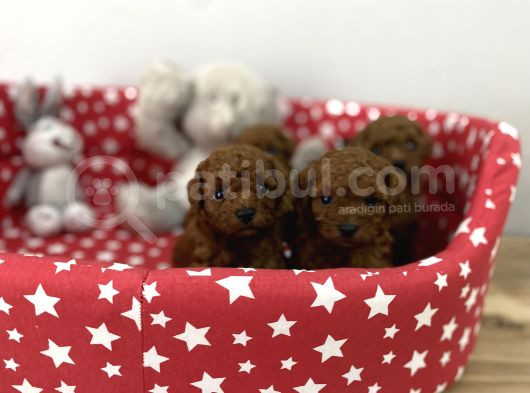 Dişi Ve Erkek Poodle Yavrular