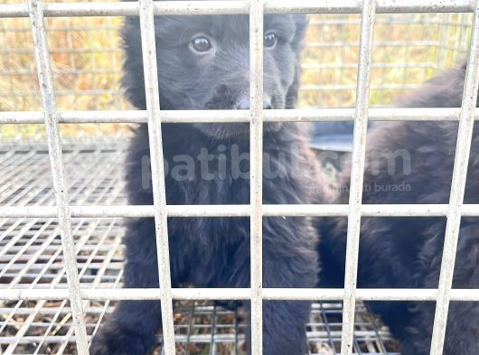 Soli̇d Black Alman Kurdu Yavrularimiz görsel