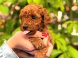 Peluş Görünüm Sağlık Ve Irk Garantili Toy Poodle Yavrularım