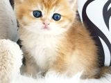 Show Kalite Ny12 Golden British Shorthair Yavrular
