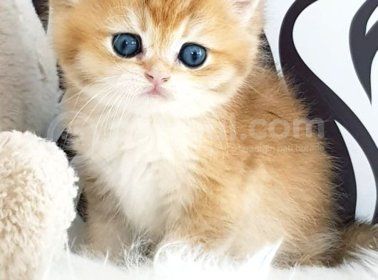 Show Kalite Ny12 Golden British Shorthair Yavrular görsel