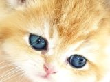 Show Kalite NY12 Golden British Shorthair Yavrular