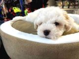 Bi̇blo Güzelli̇ği̇nde Bembeyaz Teacup Malti̇poo
