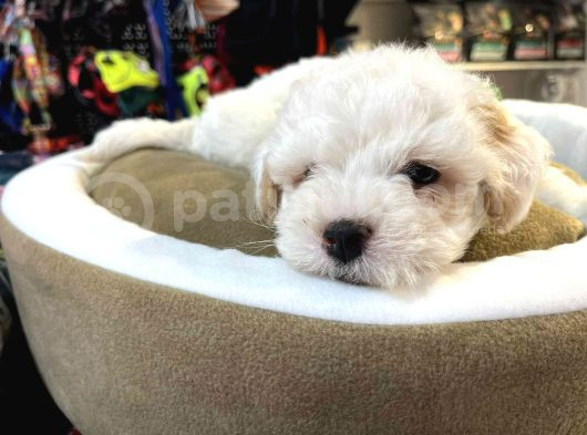 Bi̇blo Güzelli̇ği̇nde Bembeyaz Teacup Malti̇poo görsel