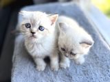 British Shorthair Blue Point A Kalite Bebekler