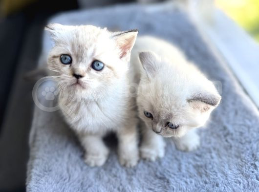 British Shorthair Blue Point A Kalite Bebekler görsel