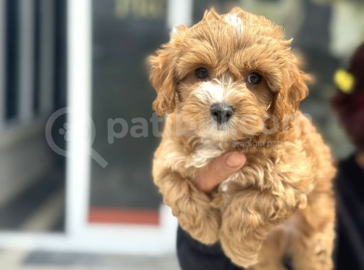 Petmode Köpek Çifrtliğinde Ziyarete Açık F1 Maltipoo görsel