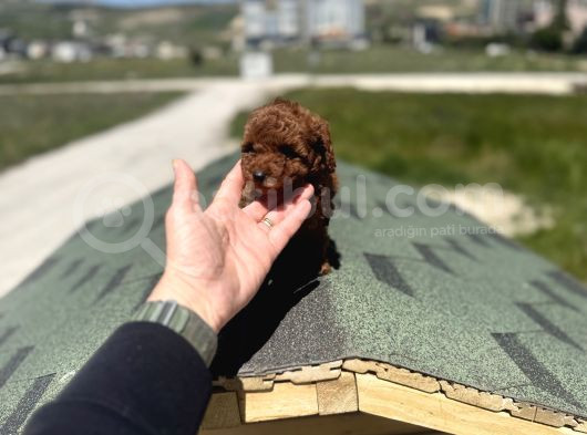 Petmode Köpek Çifrtliğinden Tea Cup Kore Poodle görsel