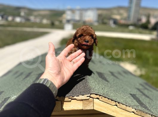 Petmode Köpek Çifrtliğinden Tea Cup Kore Poodle görsel