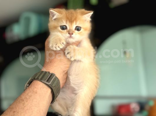 Show Kalite Ny12 Golden British Shorthair Yavrular görsel