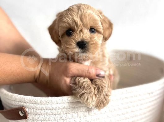 Bu Güzellikler Kaçmaz Maltipoo Yavrular 