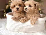 Bu Güzellikler Kaçmaz Maltipoo Yavrular 