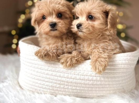 Bu Güzellikler Kaçmaz Maltipoo Yavrular  görsel