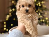 Bu Güzellikler Kaçmaz Maltipoo Yavrular 