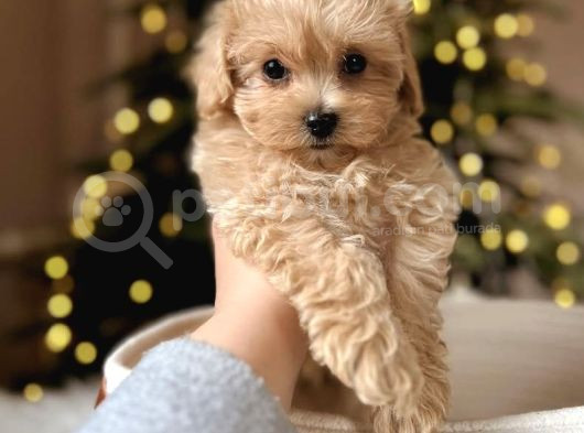 Bu Güzellikler Kaçmaz Maltipoo Yavrular  görsel