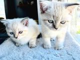 British Shorthair Blue Point A Kalite Bebekler