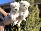 Maltese Terri̇er Yavru