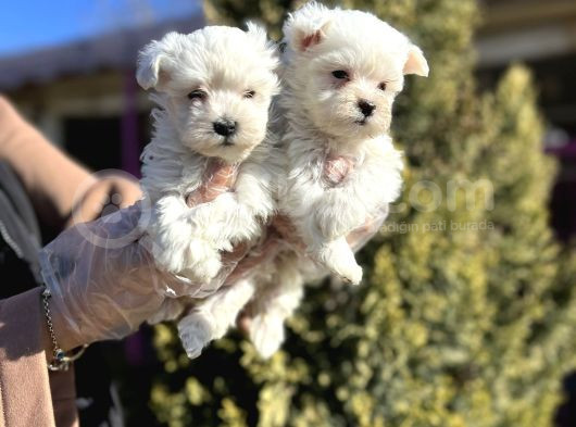 Maltese Terri̇er Yavru görsel
