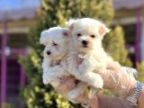 Maltese Terri̇er Yavru