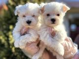Maltese Terri̇er Yavru