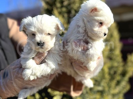Maltese Terri̇er Yavru görsel