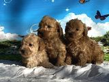 Show Kalite Maltipoo Yavrular