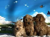 Show Kalite Maltipoo Yavrular
