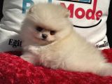 Petmode Köpek Çifrtliğinden Teddy Pomeranian Yavrular