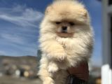 Petmode Köpek Çifrtliğinden Teddy Pomeranian Yavrular