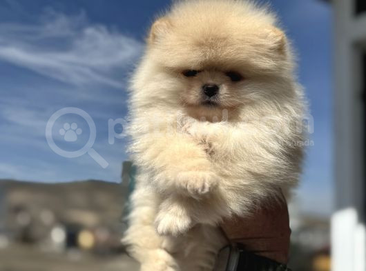 Petmode Köpek Çifrtliğinden Teddy Pomeranian Yavrular görsel