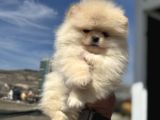Petmode Köpek Çifrtliğinden Teddy Pomeranian Yavrular