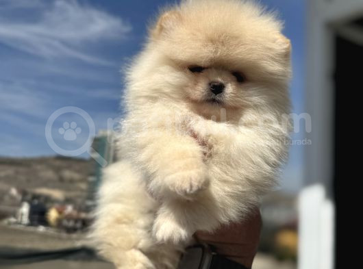 Petmode Köpek Çifrtliğinden Teddy Pomeranian Yavrular görsel