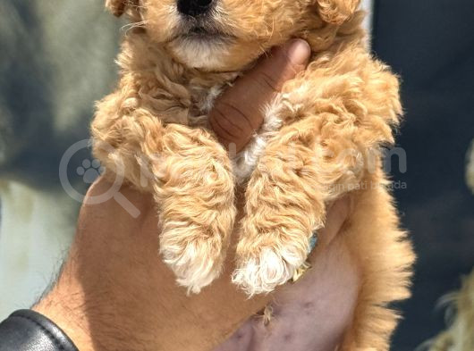 Petmode Köpek Çifrtliğinde Ziyarete Açık F1 Maltipoo görsel
