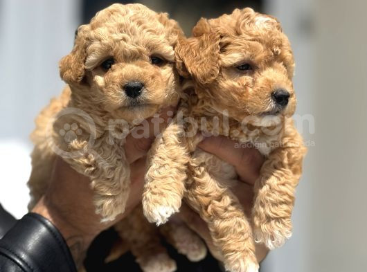 Petmode Köpek Çifrtliğinde Ziyarete Açık F1 Maltipoo görsel