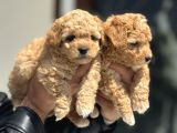 Petmode Köpek Çifrtliğinde Ziyarete Açık F1 Maltipoo