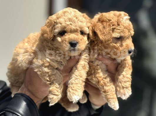 Petmode Köpek Çifrtliğinde Ziyarete Açık F1 Maltipoo görsel
