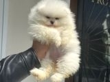 Petmode Köpek Çifrtliğinden Teddy Pomeranian Yavrular